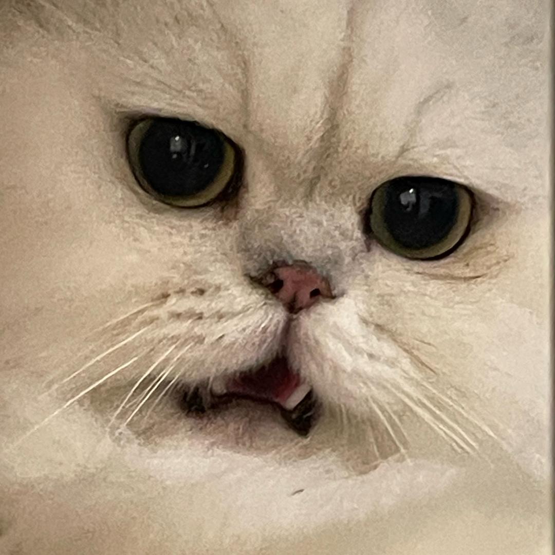 奶糕小团子