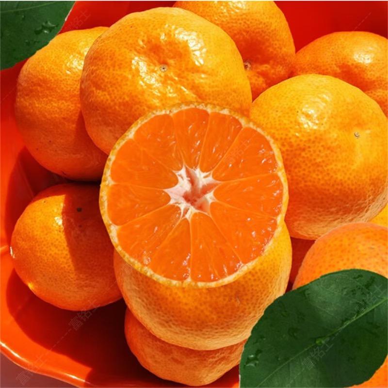 涌泉蜜桔小宝贝