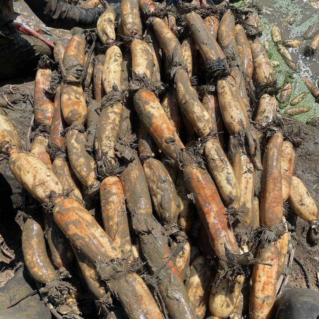 湖北粉藕种植基地