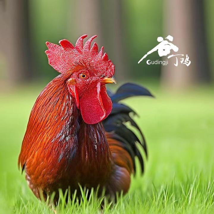 谷丁助农生鲜