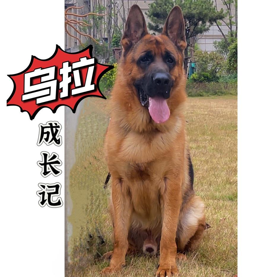 乌拉成长记