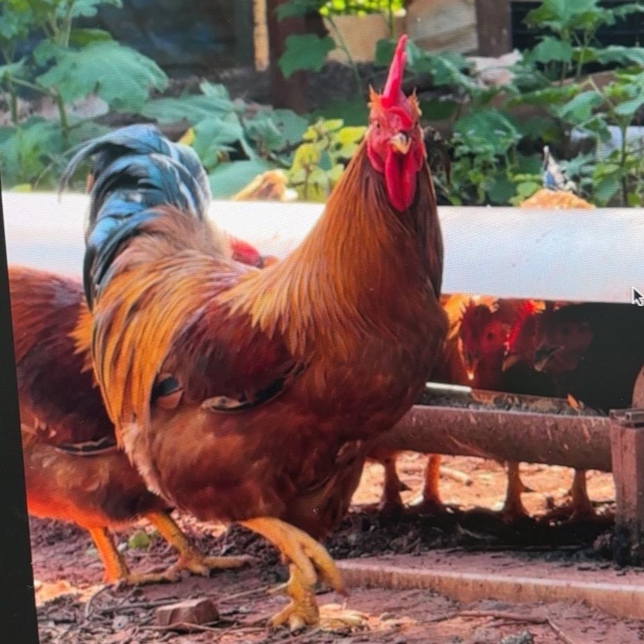 鸡不可失（沉香版）