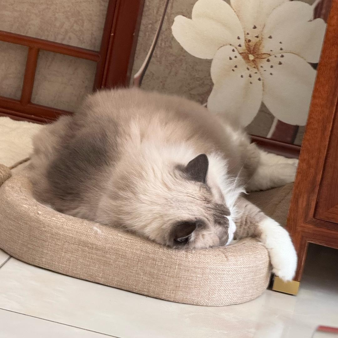 Model Z