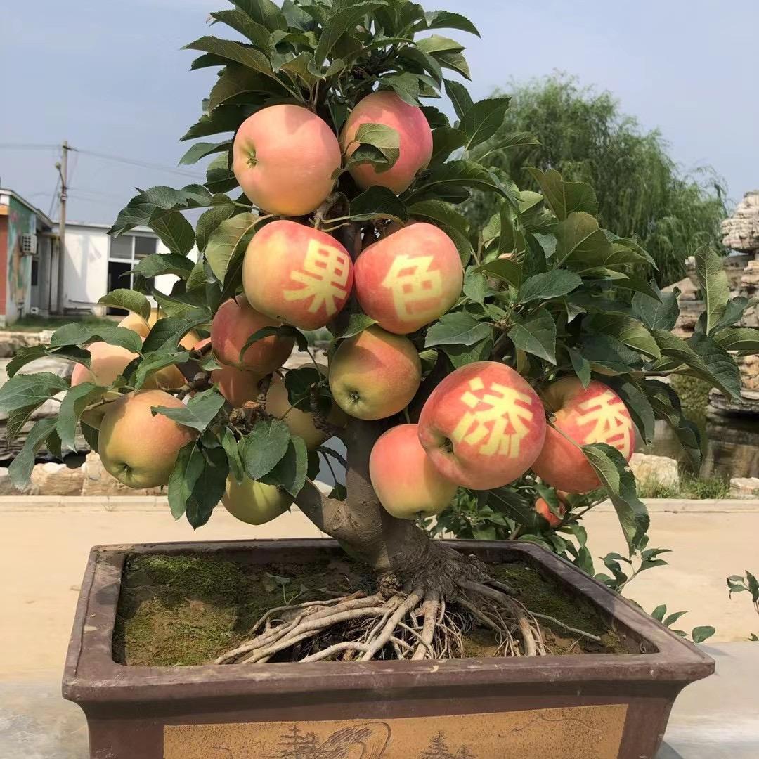 欧力盆景园艺