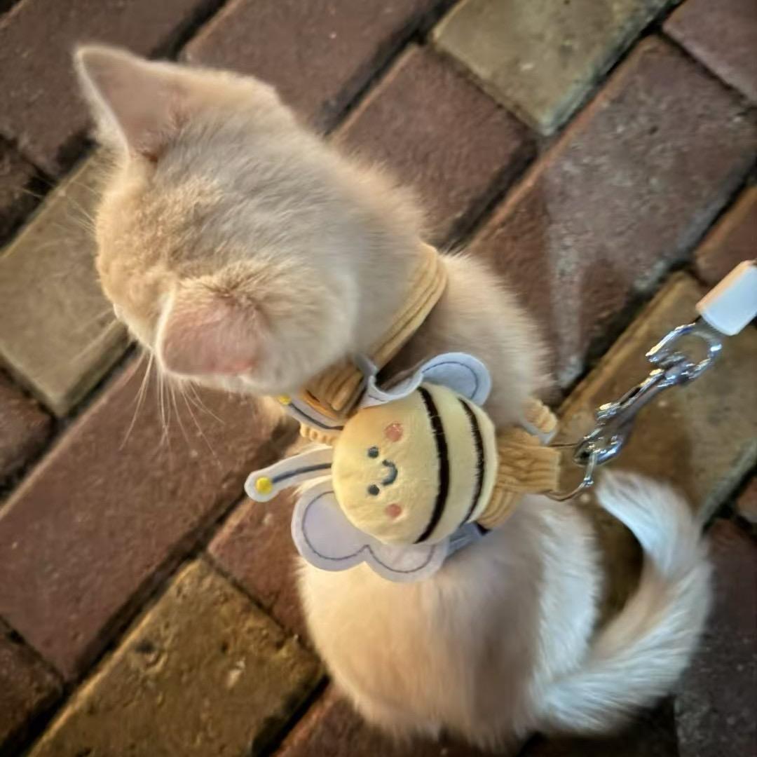 收手吧阿祖，外面全是成龙