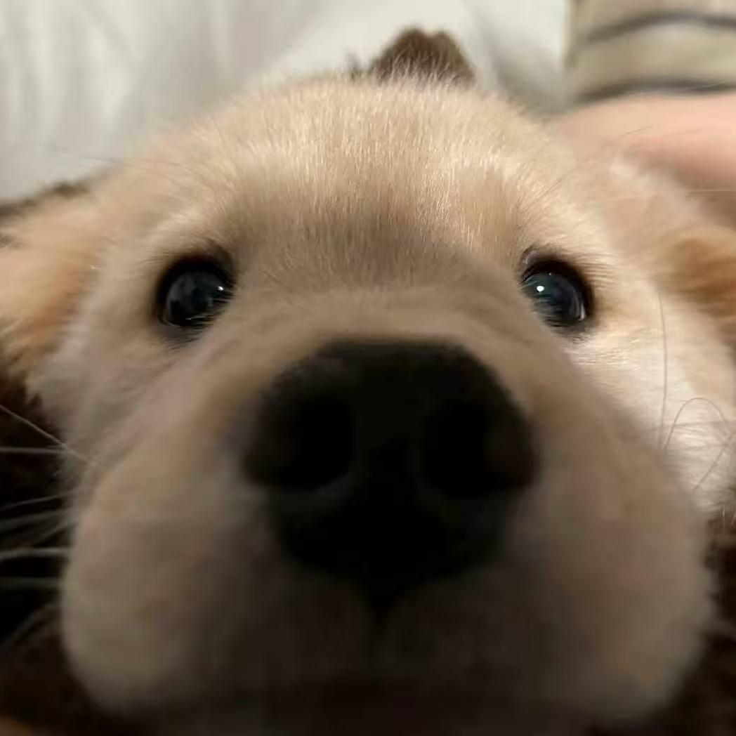 小n.