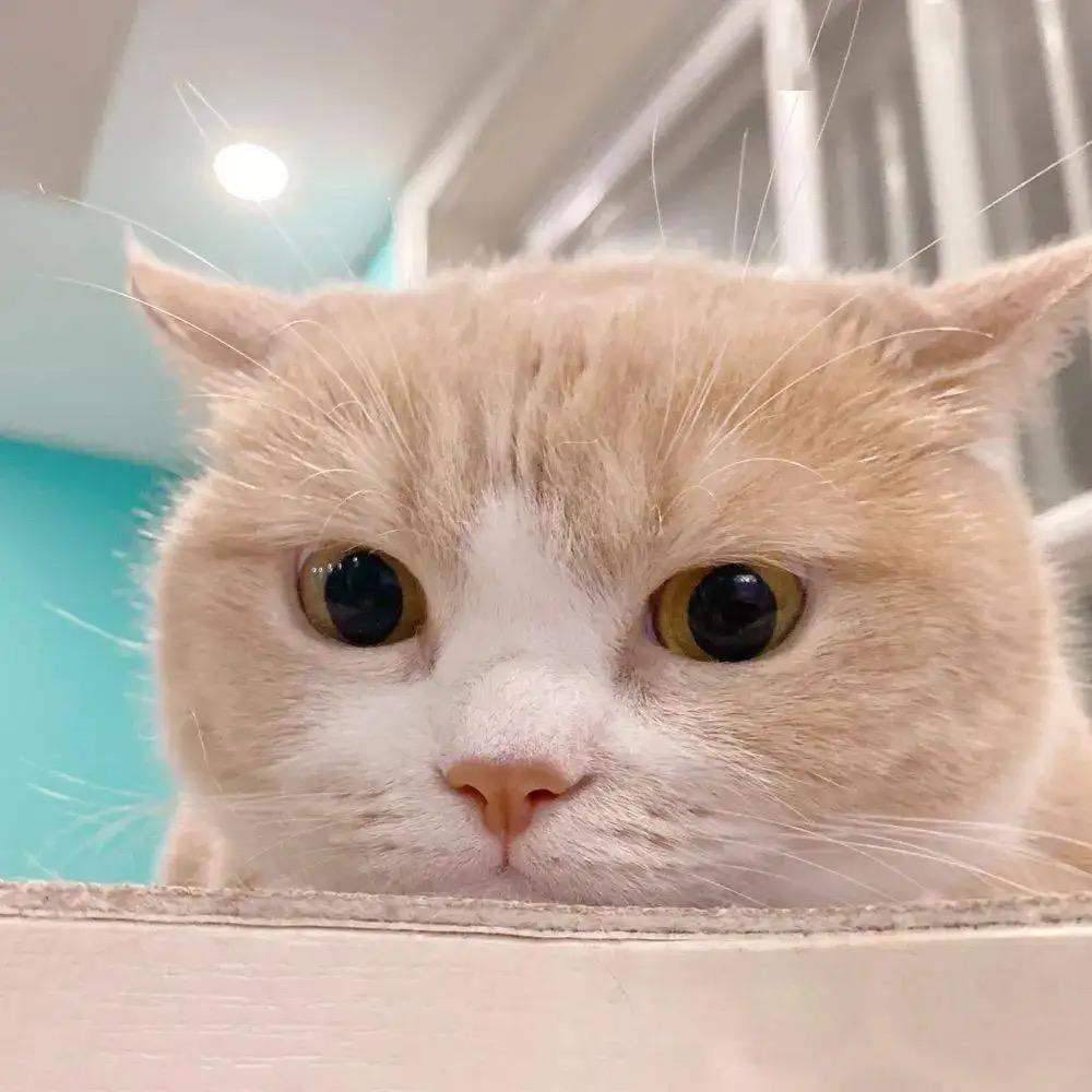大猫哥AI导师