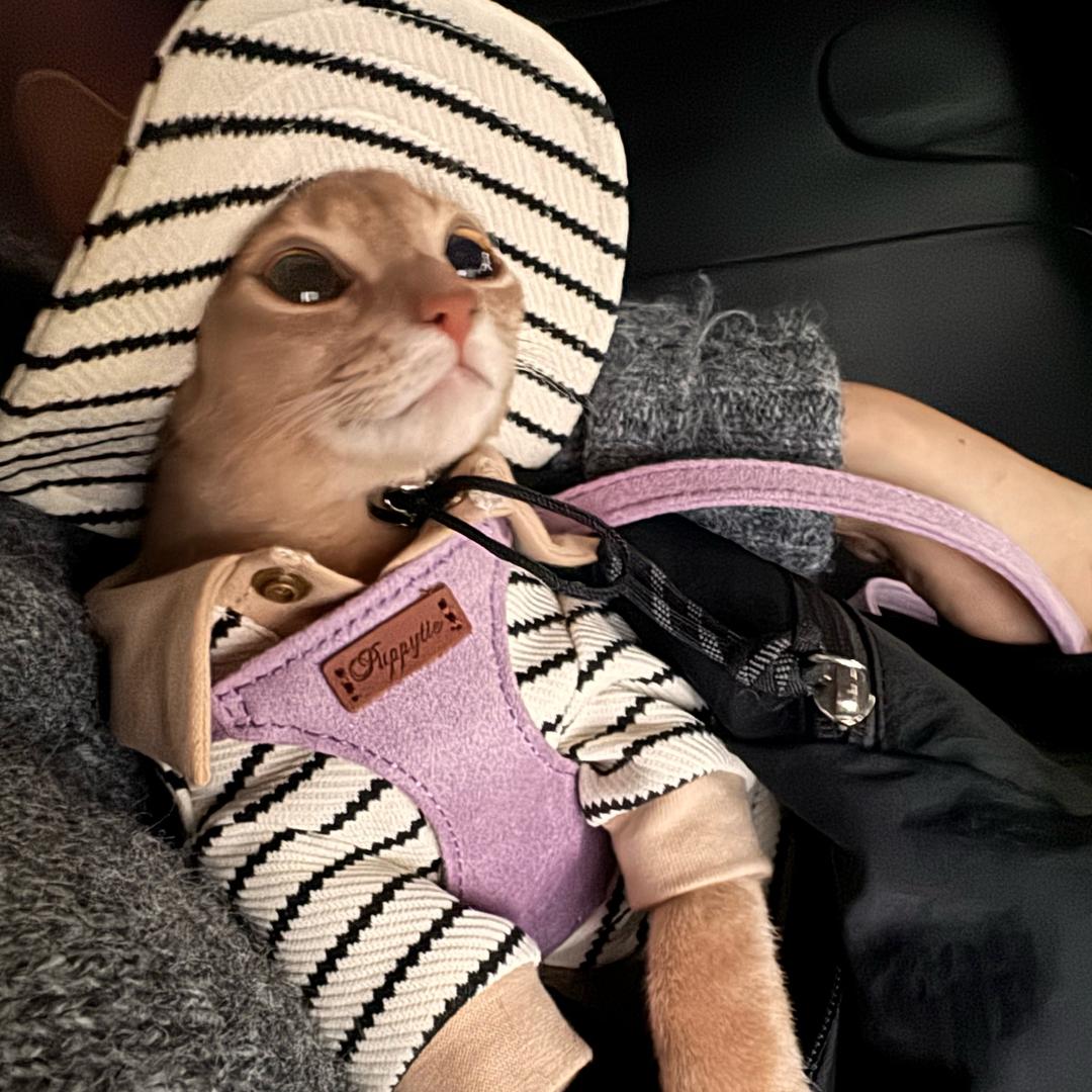 拔光全世界香菜