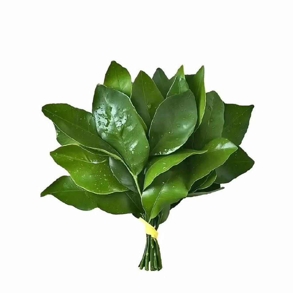 aaa县城大肥鼠
