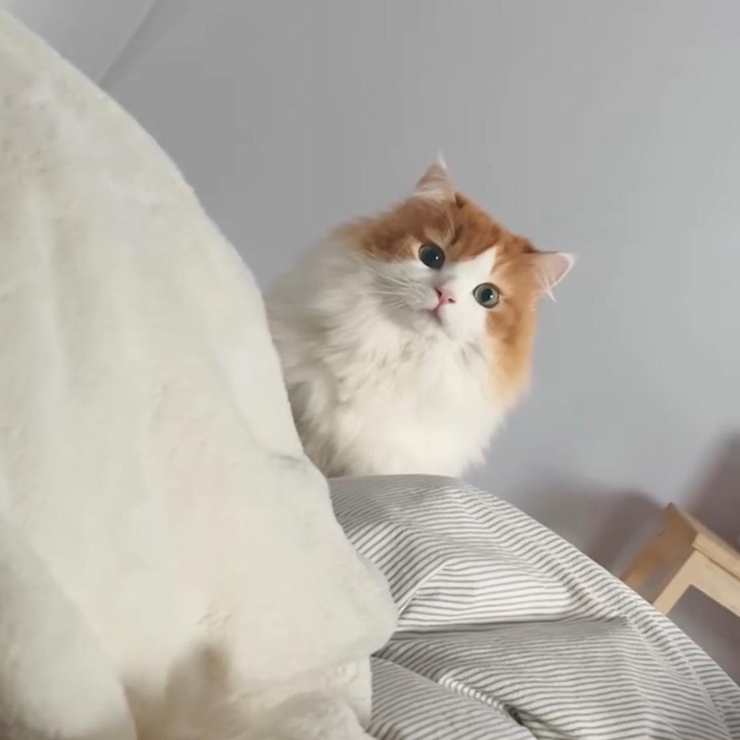 猫和少女