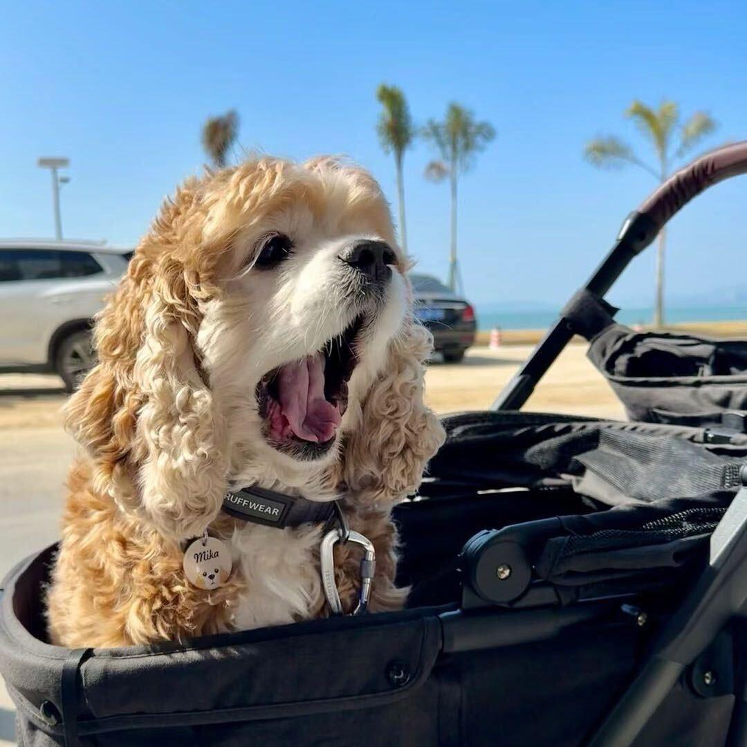 美卡之家直播号