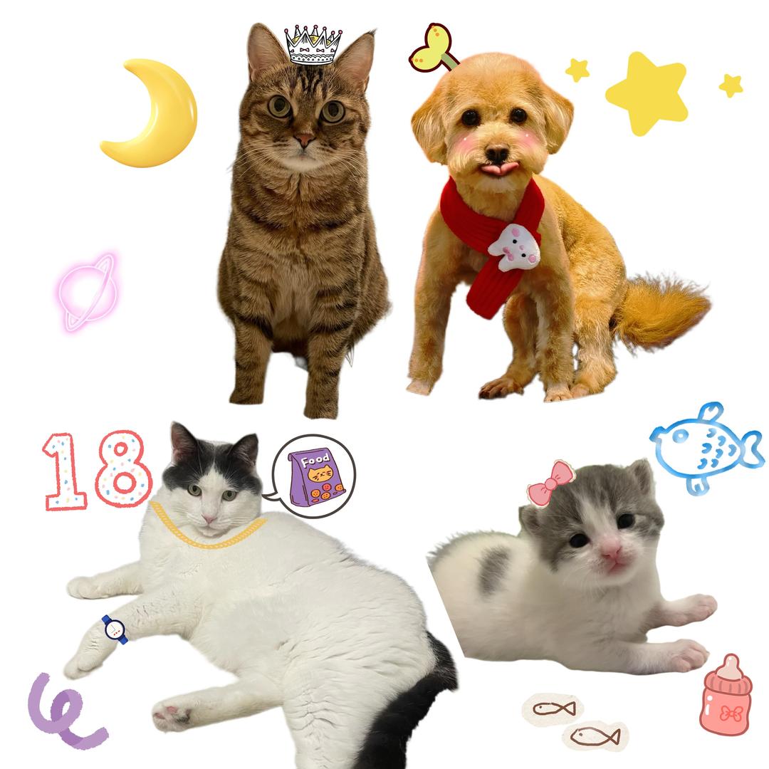 王月是只猫🔮