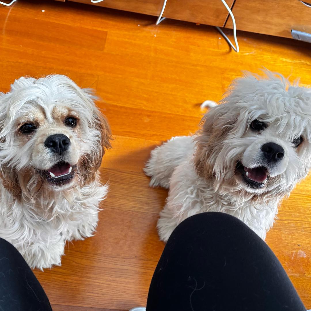 家有11只小朋友