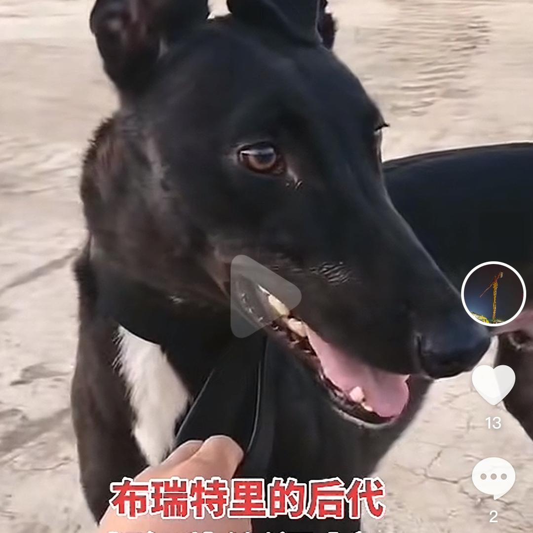 陕西，铜川，闪电犬舍（刘伟）