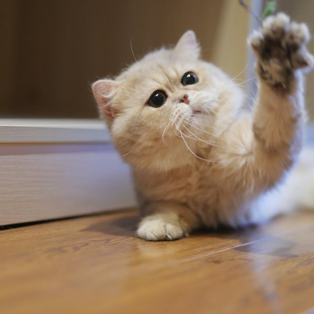 熊熊是只猫