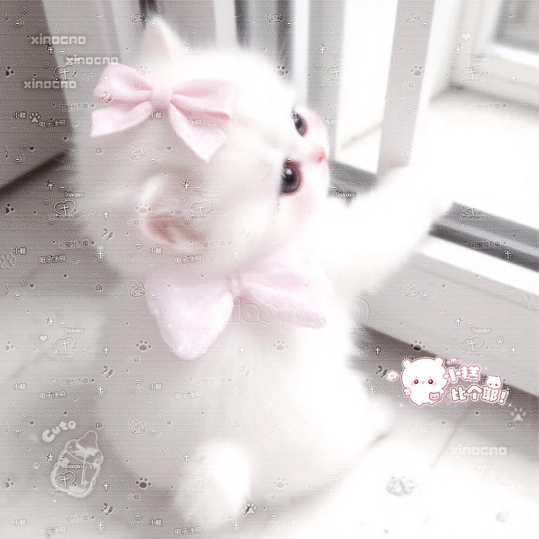 开拖拉机的小猫