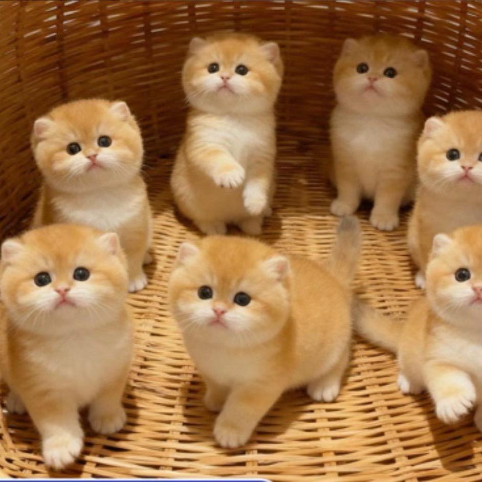 小東是个铲屎官