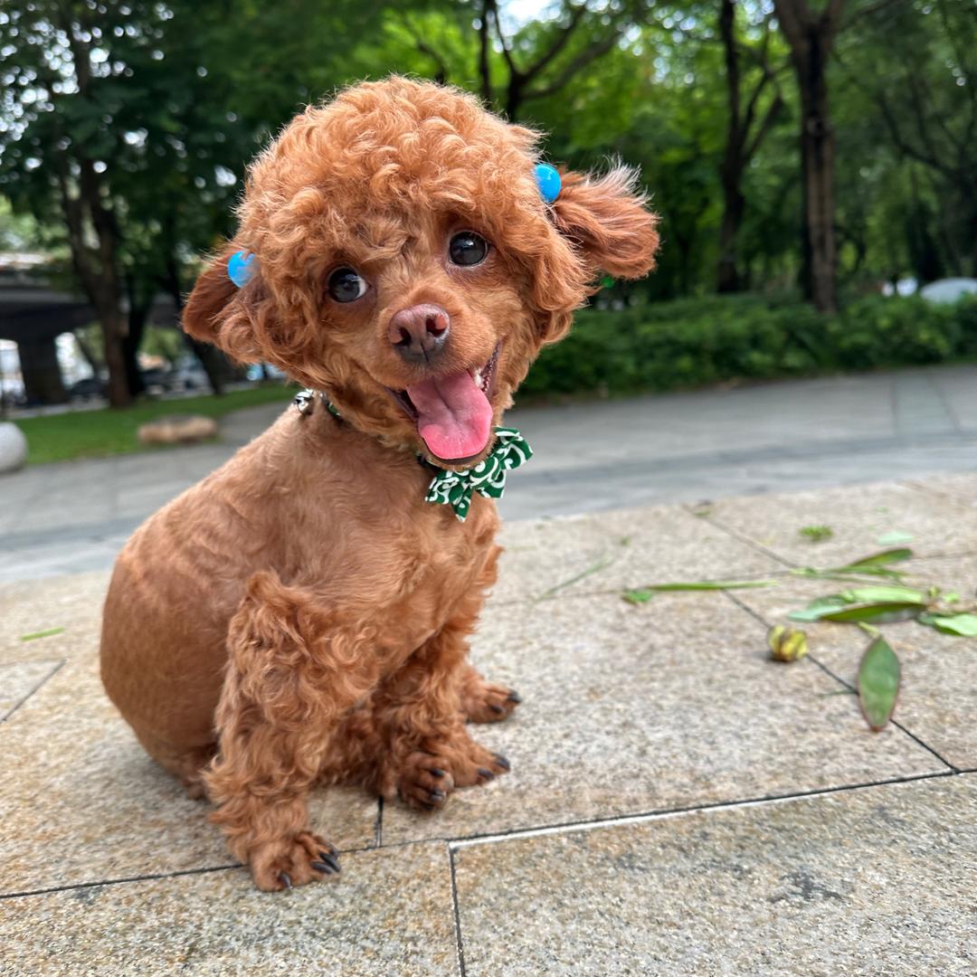 早安公主👸
