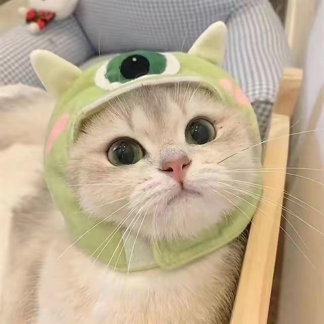 星空猫车