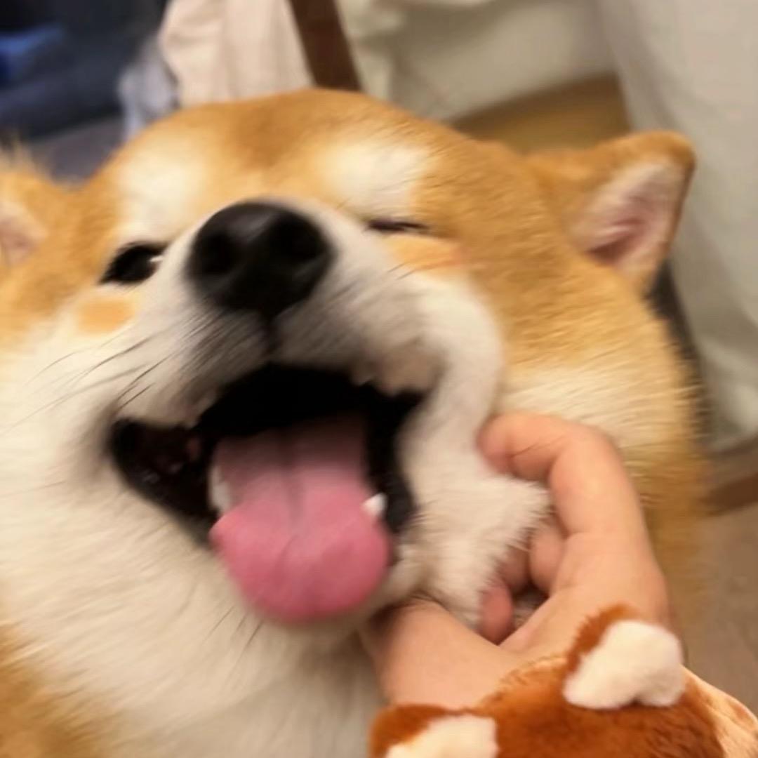 雾遇星