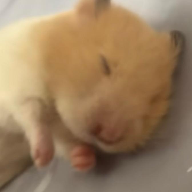 世界第一げんかわ殿下