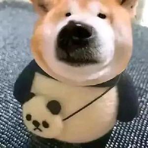 小布布