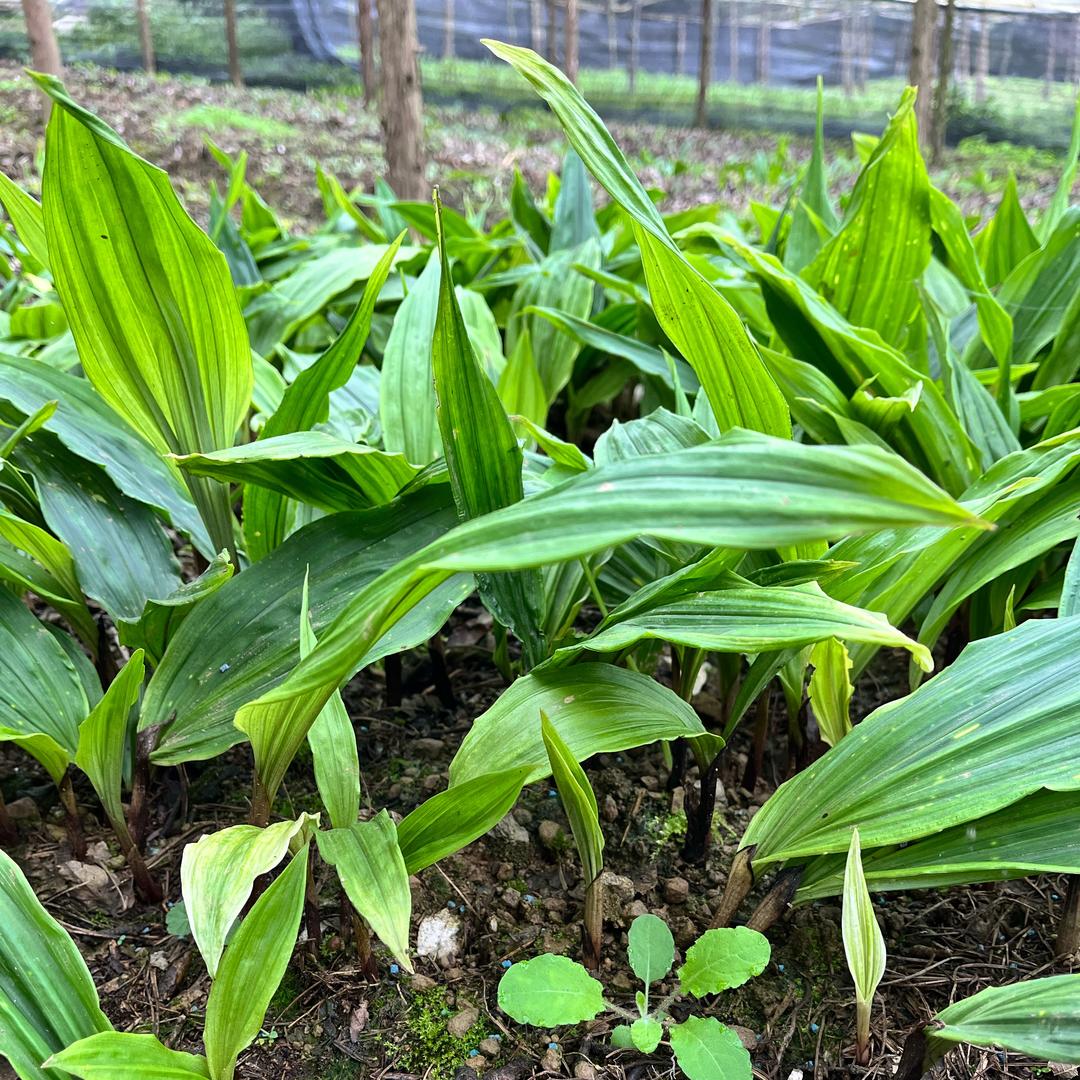 草草药《毛慈菇》