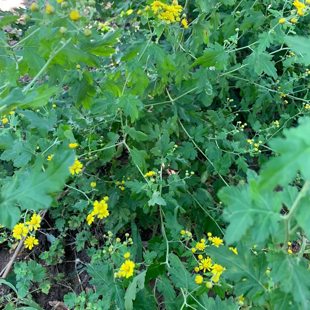 花朝头像