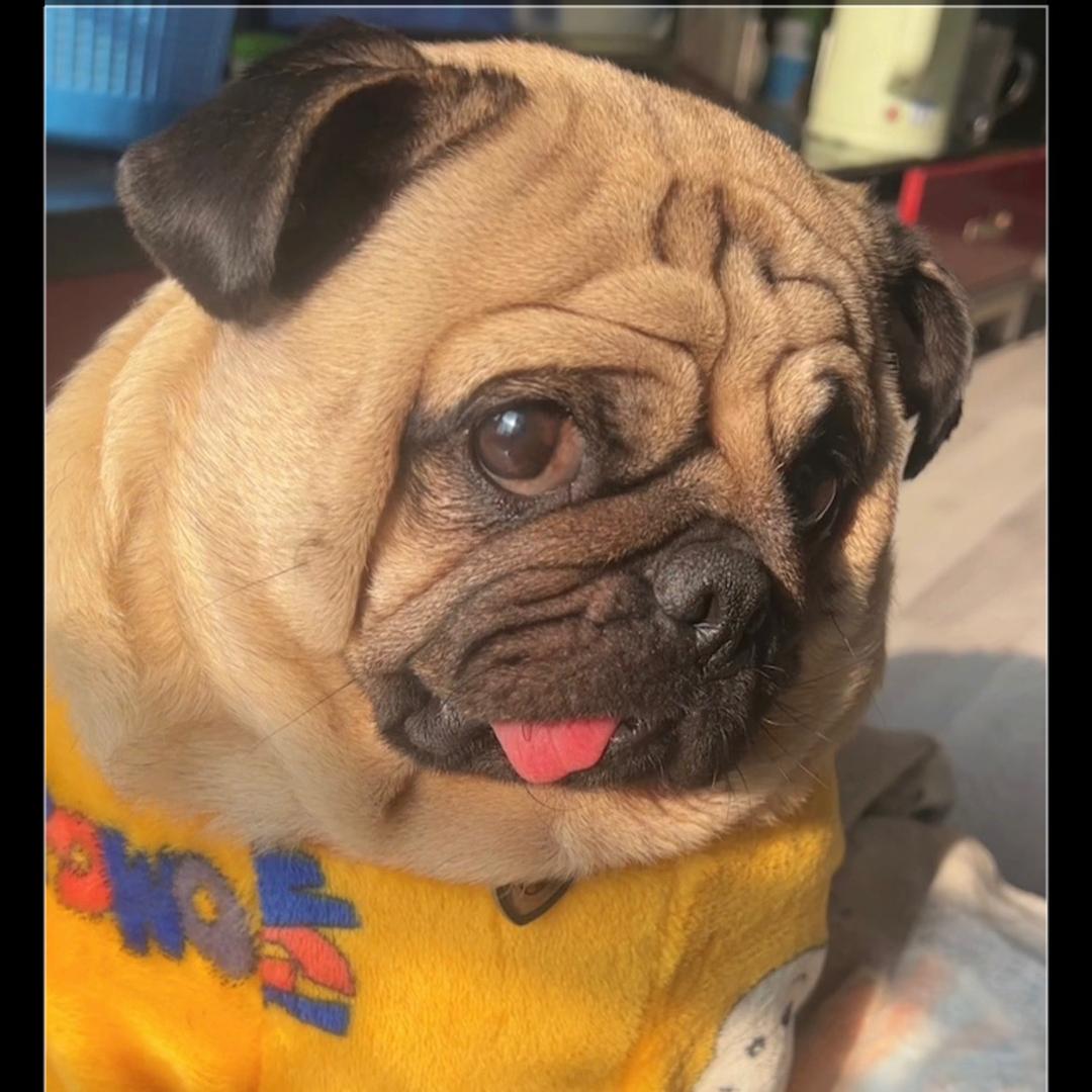 一千一的杜鬼鬼。