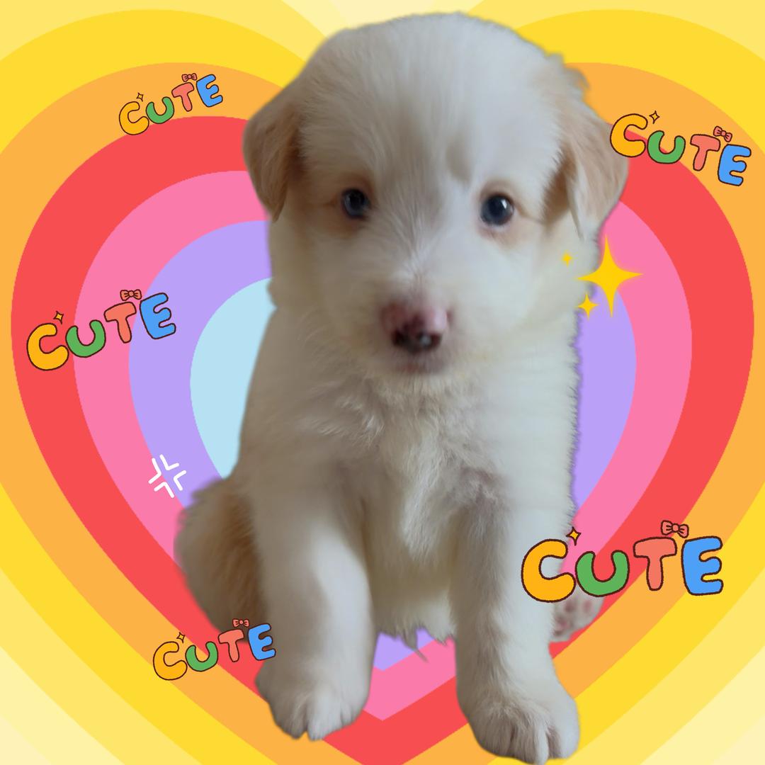 来财是只小金边