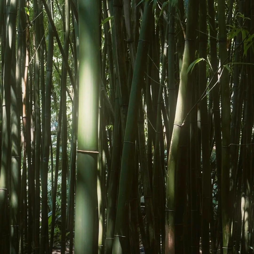 八🐉