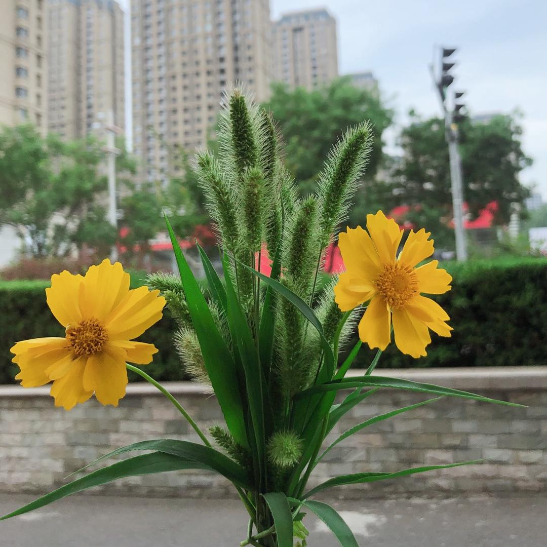 驻龙山有好茶