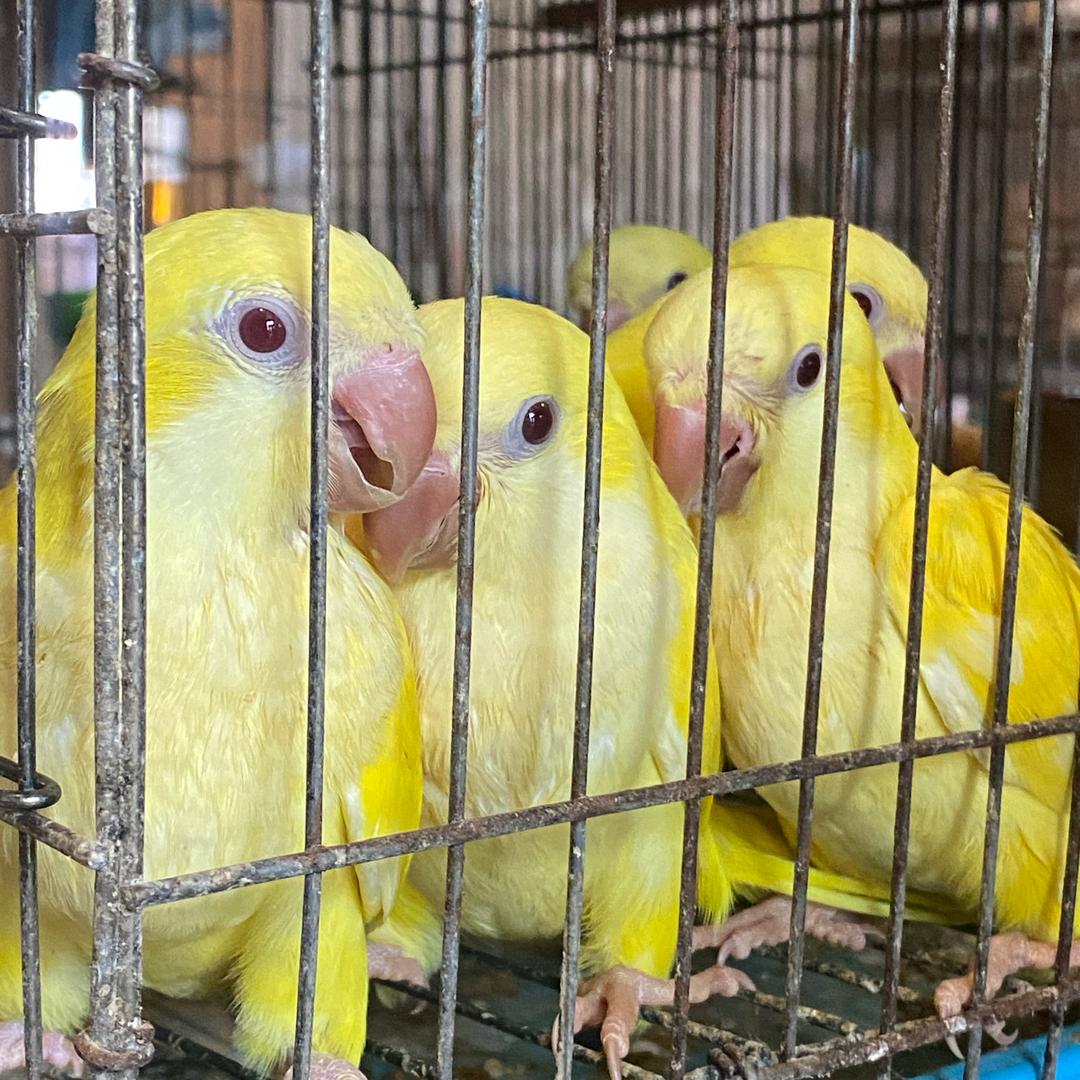辰辰鹦鹉
