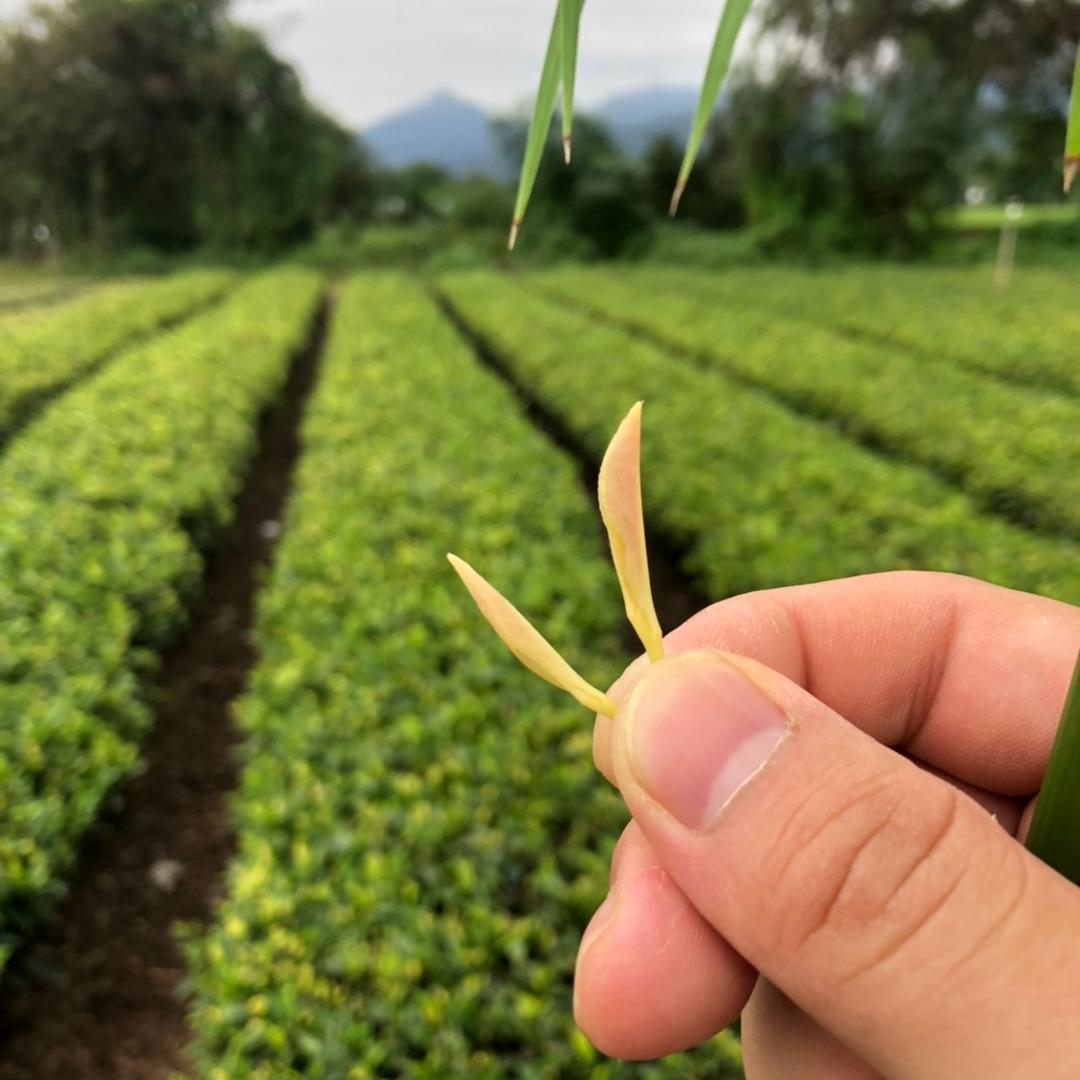 🍵卖茶的小叶！