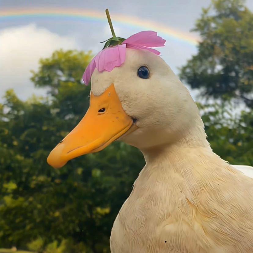 努力让啾啾过上好日子