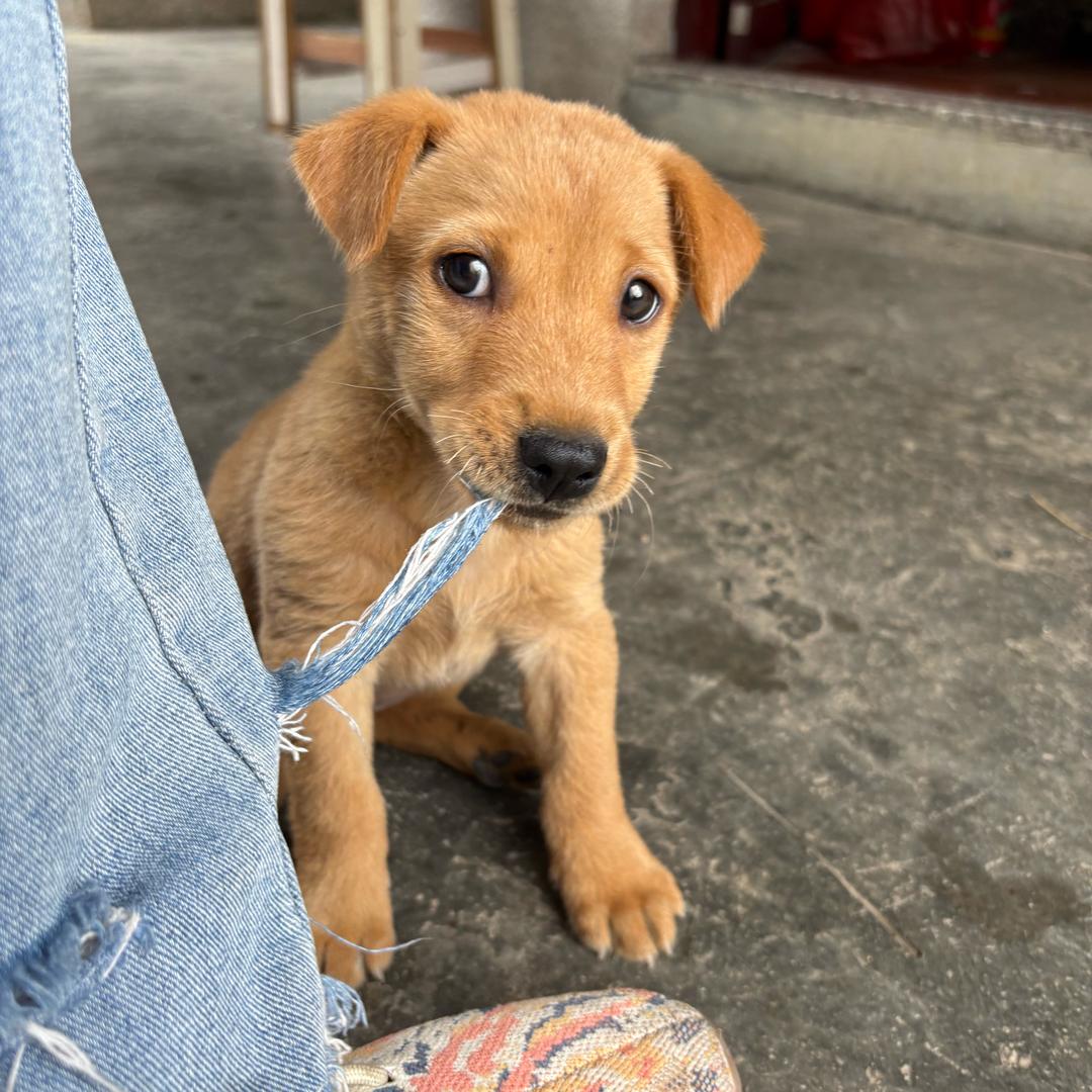 很很很很很黄💛