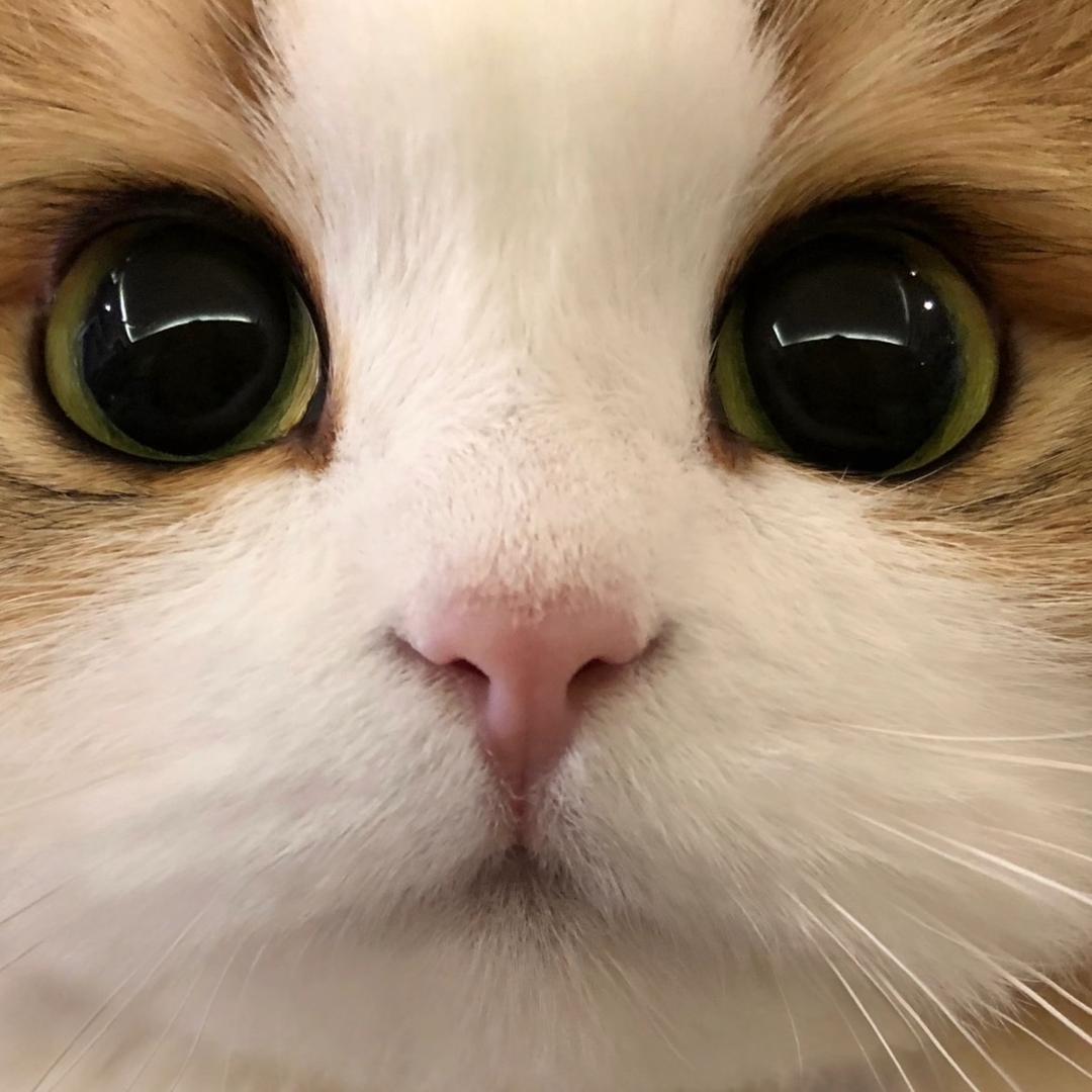 兔八菲