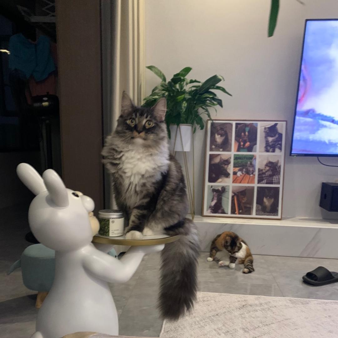 呆呆与它的点心