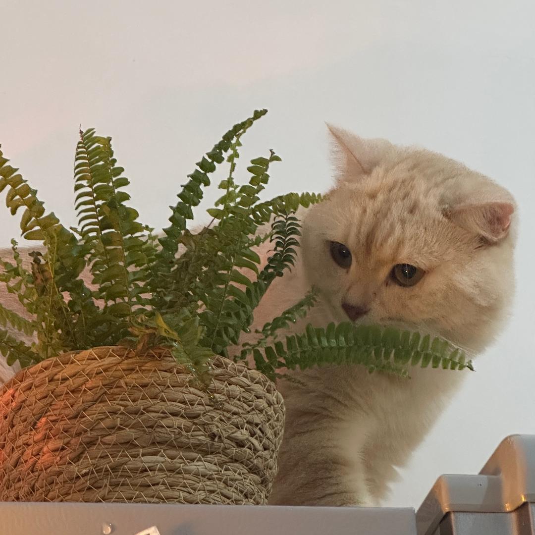 云朵都花了