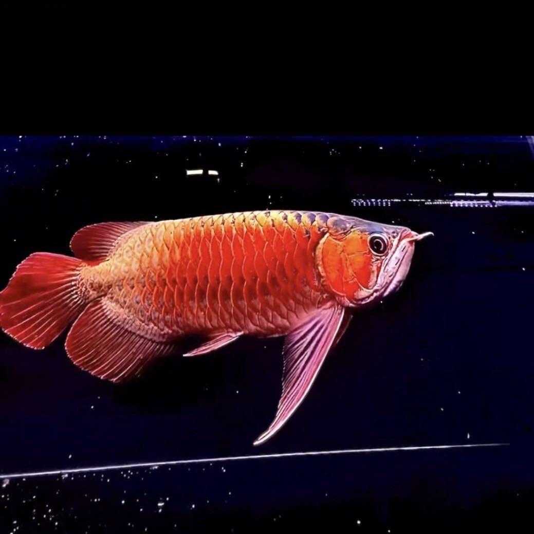 顶峰水族