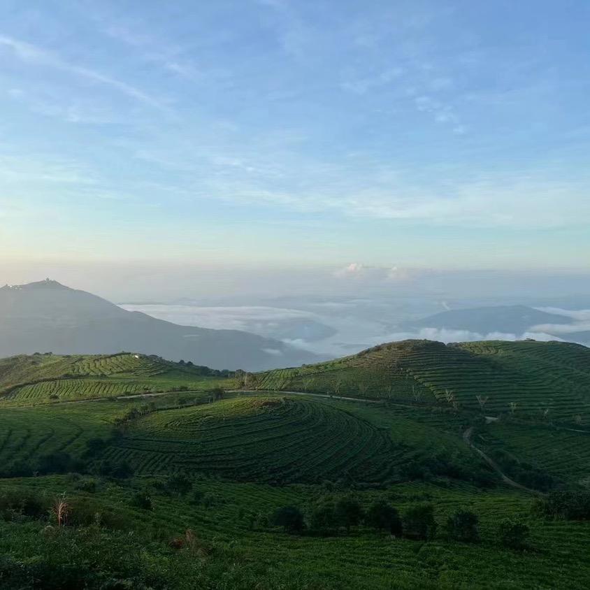 野木砖厂-太初雪芽白茶
