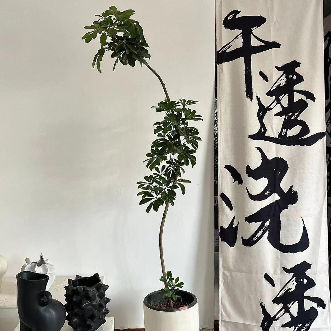 南焉瑾里园艺直播间