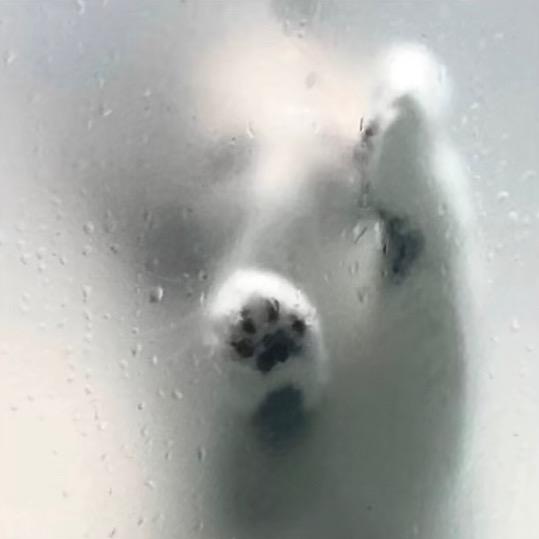 K O