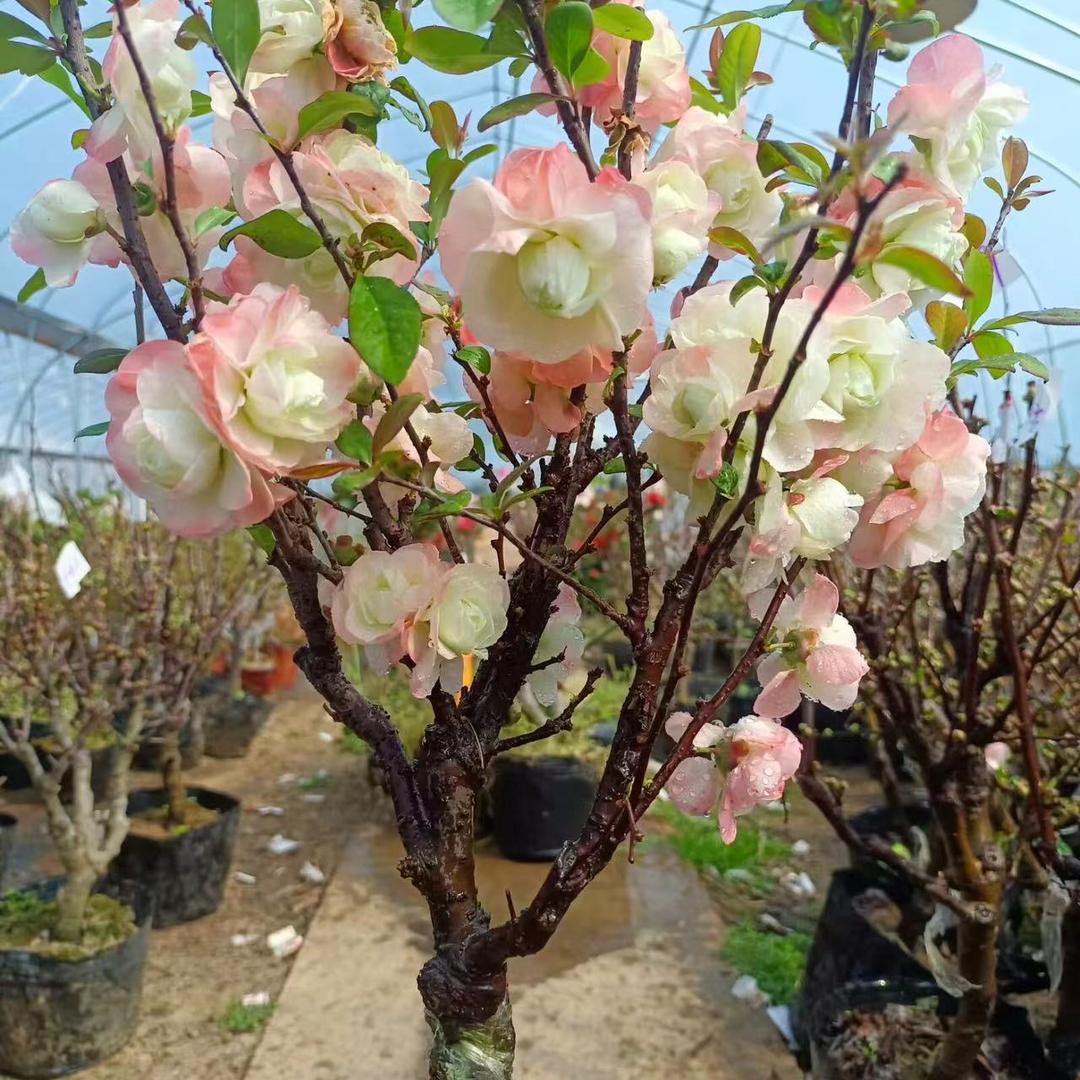 花迷妹花卉