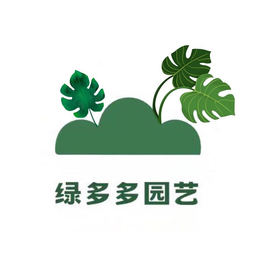 多多龟背竹绿植