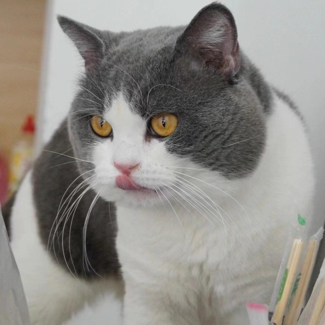 铲屎官吴哥Coco宠物