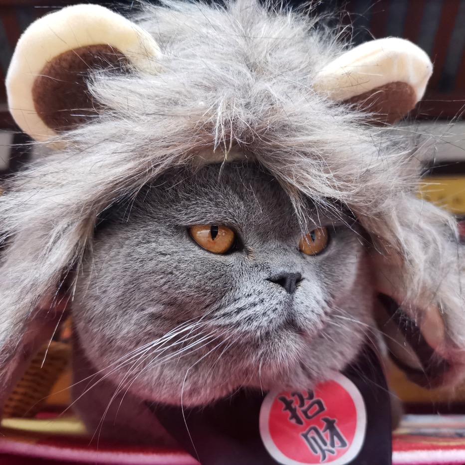 猫猫庙