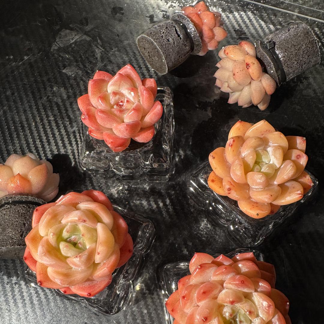 饭饭多肉园艺