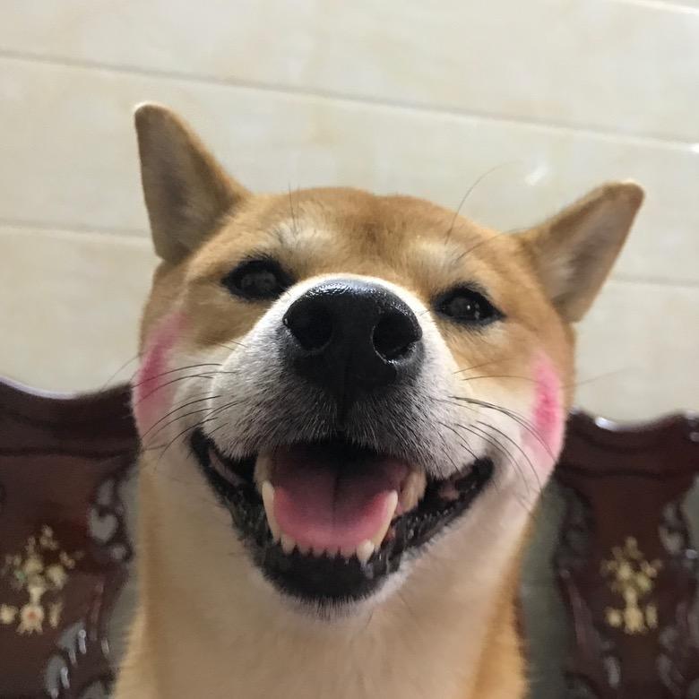 柴柴虾饺