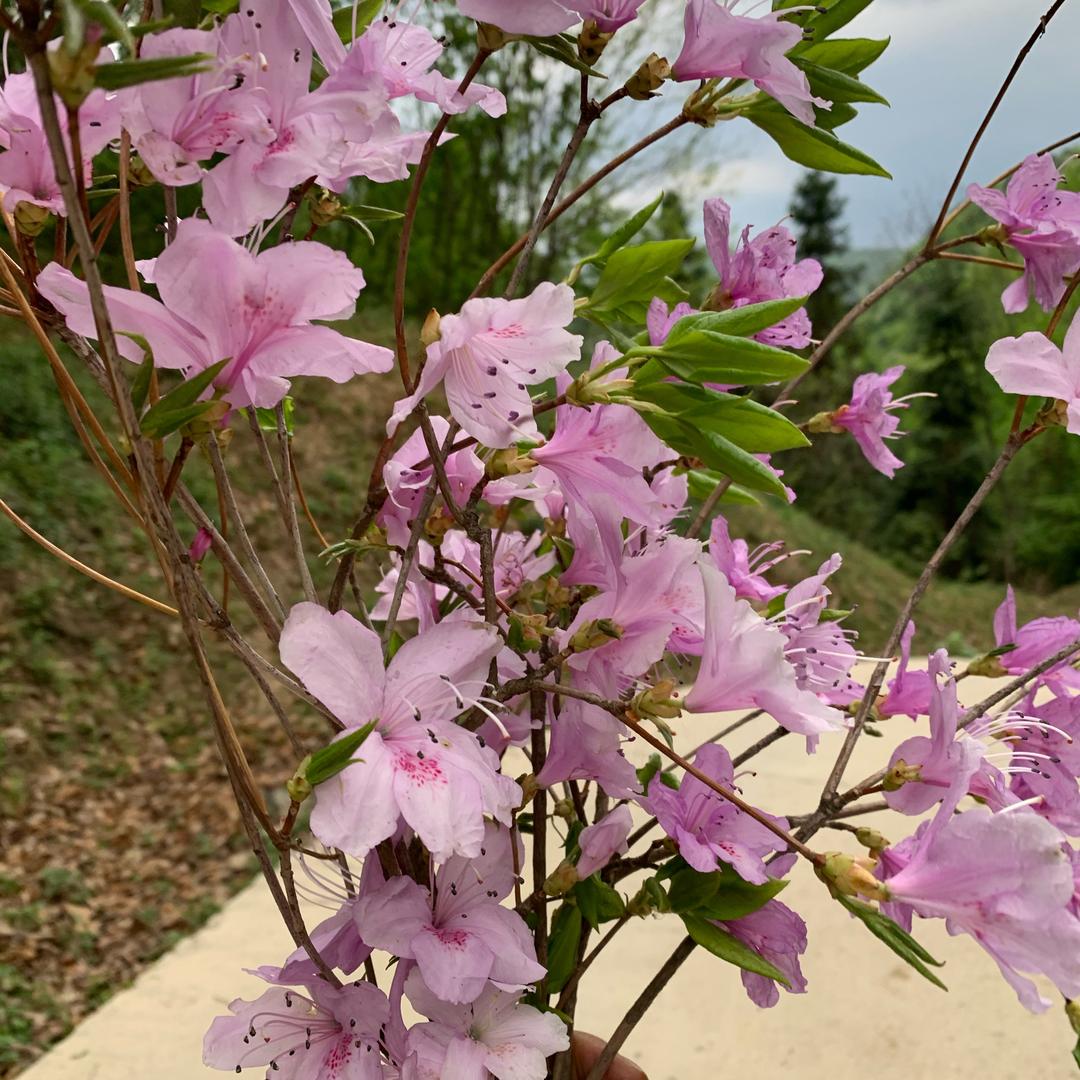 枫林绿洲